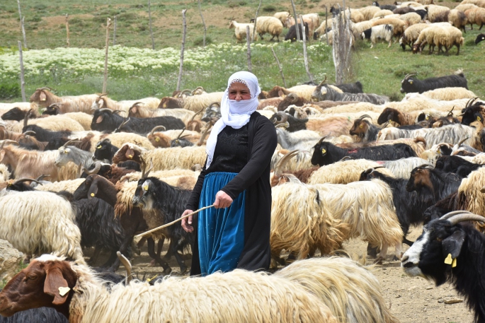 Kanser hastası kadın devlet desteğiyle sahip olduğu sürüsünü büyütüyor