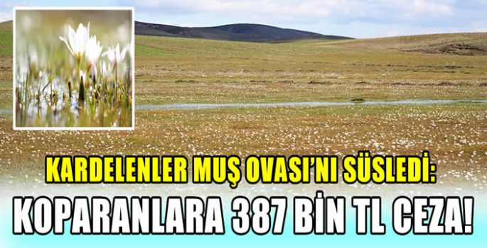 Kardelenler Muş Ovası’nı süsledi: Koparanlara 387 Bin TL ceza! 