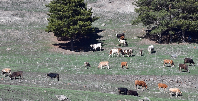 Karın erdiği Kars'ta besiciler hayvanlarını meralarla buluşturdu