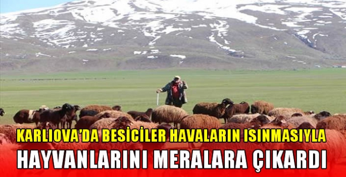 Karlıova'da besiciler havaların ısınmasıyla hayvanlarını meralara çıkardı