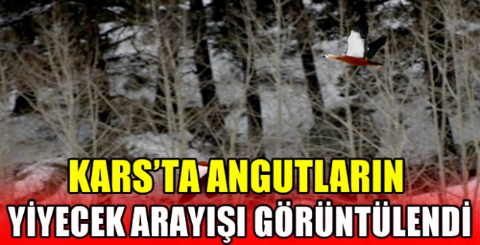 Kars'ta angutların yiyecek arayışı görüntülendi