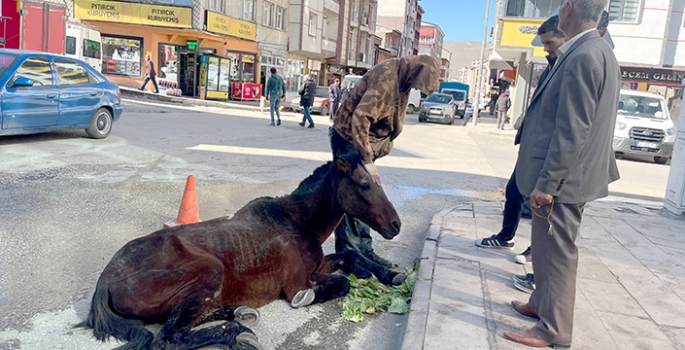 Kars'ta bitkin düşen at vatandaşların yardımıyla kurtarıldı