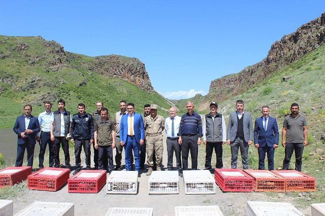 Kars'ta kınalı keklikler doğaya salındı