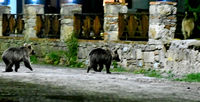 Kars'ta mahalleye inen bozayı ve yavruları yiyecek ararken görüntülendi