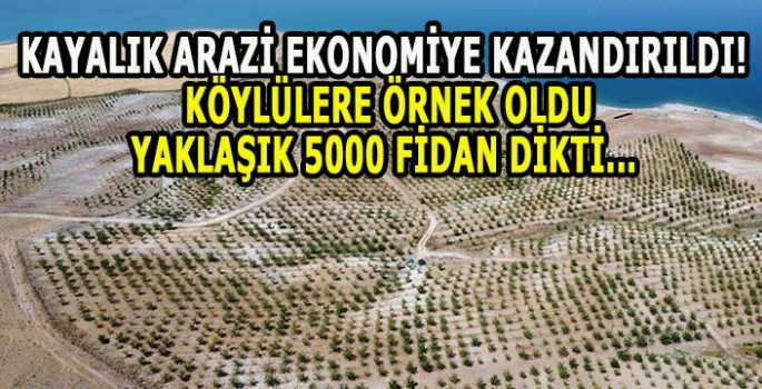 Kayalık arazi ekonomiye kazandırıldı! Köylülere örnek oldu Yaklaşık 5000 fidan dikti..