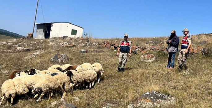 Kaybolan 92 hayvan bulunarak sahiplerine teslim edildi