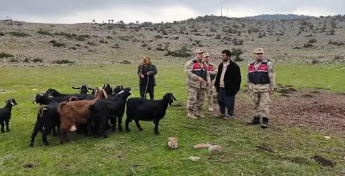  Kaybolan küçükbaş hayvanları jandarma buldu