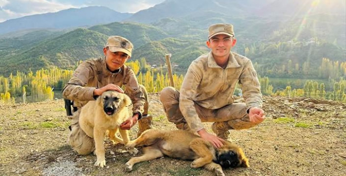 Kaymakam ve eşinin yol kenarında bitkin halde bulduğu köpek yavruları sahiplendirildi