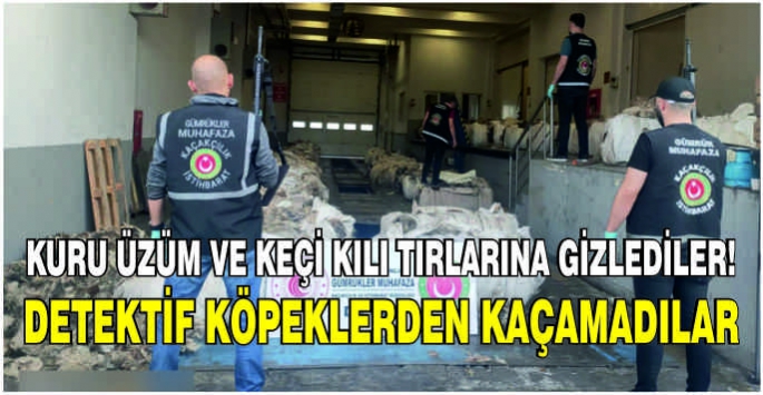 Keçi kılı ve kuru üzüm tırlarına gizlediler! Detektif köpeklerinden kaçamadılar