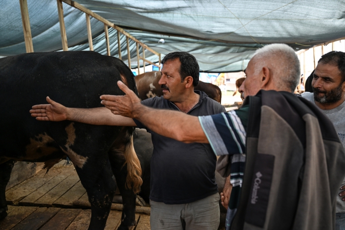 Kıran kırana pazarlık! Muş’tan giden besiciler başkentte boy gösteriyor