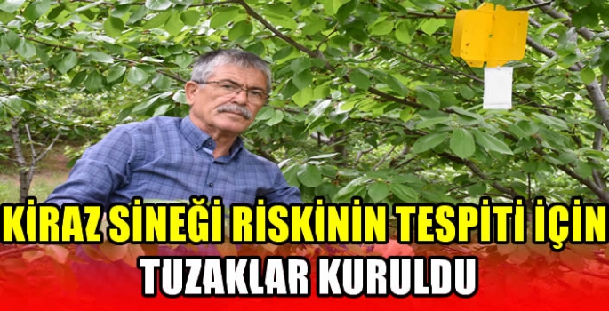 Kiraz sineği riskinin tespiti için tuzaklar kuruldu