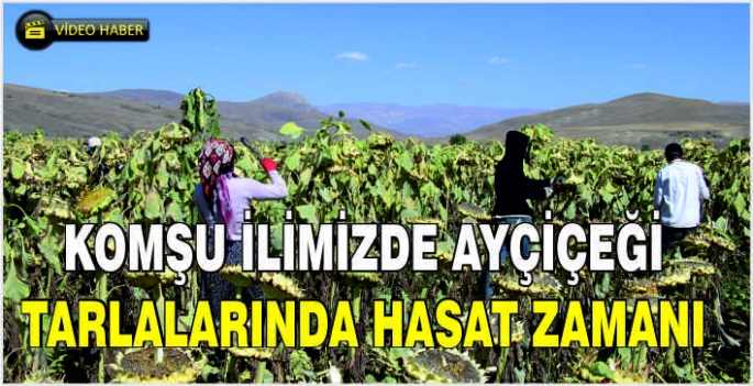 Komşu ilimizde ayçiçeği tarlalarında hasat zamanı