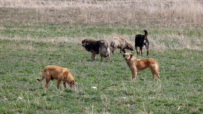 Köpeğin saldırısına uğrayan öğrenci yaralandı