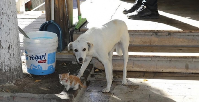 Köpek, kedi yavrusuna annelik yaptı