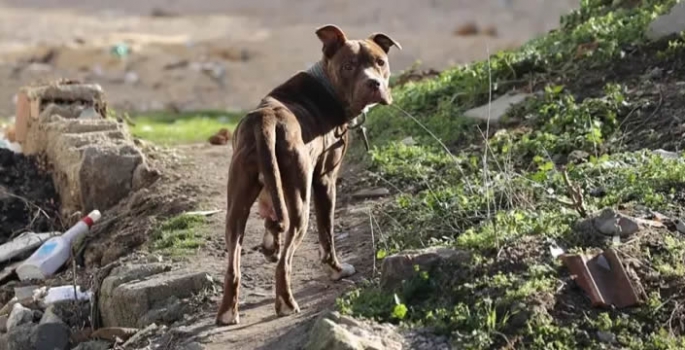 Köpek saldırısına uğrayan 3 kişi yaralandı