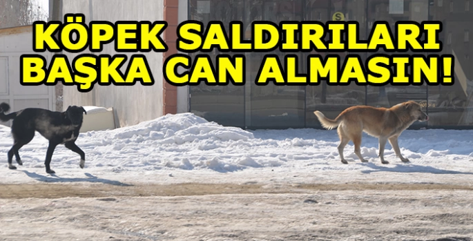 Köpeklerin saldırısında 12 yaşındaki Eslem’in ölümü: Önlemler alınsın!