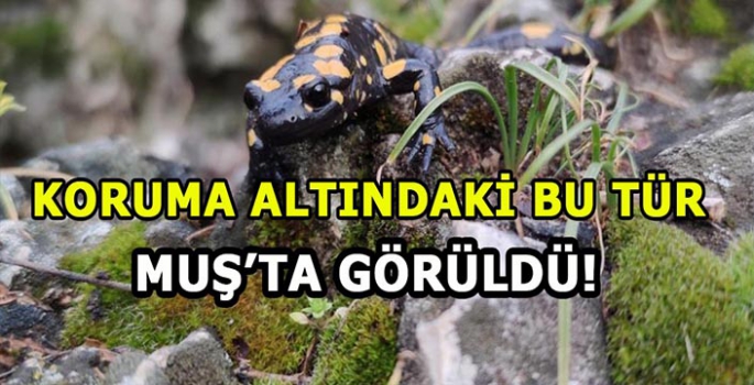 Koruma altındaki bu tür Muş’ta görüldü! 