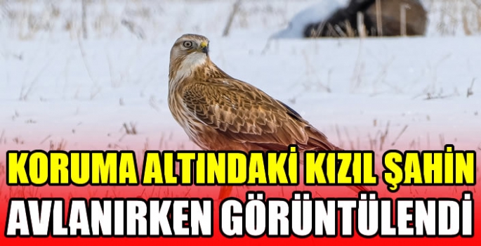 Koruma altındaki kızıl şahin avlanırken görüntülendi