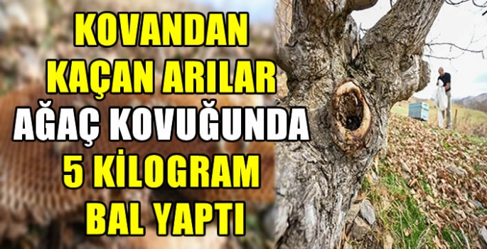 Kovandan kaçan arılar ağaç kovuğunda 5 kilogram bal yaptı