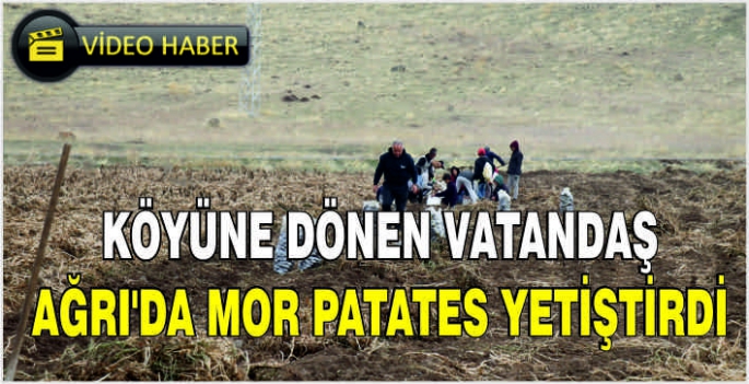 Köyüne dönen vatandaş Ağrı’da mor patates yetiştirdi