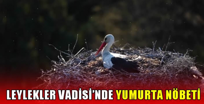 Leylekler Vadisi'nde yumurta nöbeti