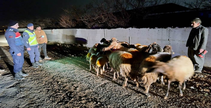 Malatya'da kaybolan küçükbaş hayvanlar jandarma tarafından bulundu