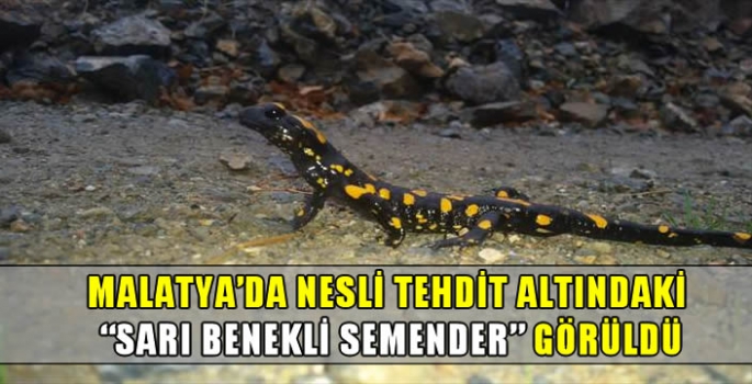 Malatya'da nesli tehdit altındaki 