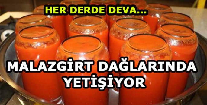 Malazgirt dağlarında kendiliğinden yetişiyor! Faydaları saymakla bitmiyor…