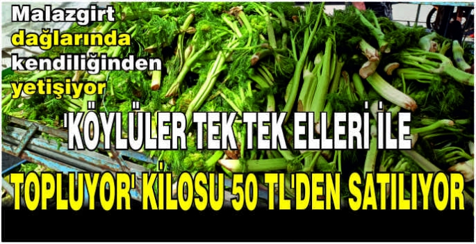  Malazgirt dağlarında kendiliğinden yetişiyor ‘Köylüler tek tek elleri ile topluyor’ Kilosu 50 TL’den satılıyor