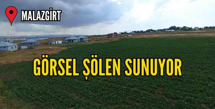 Malazgirt'in rengi değişti! Yağışlar görsel şölene dönüştü