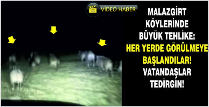 Malazgirt köylerinde büyük tehlike: Her yerde görülmeye başlandılar! Vatandaşlar tedirgin