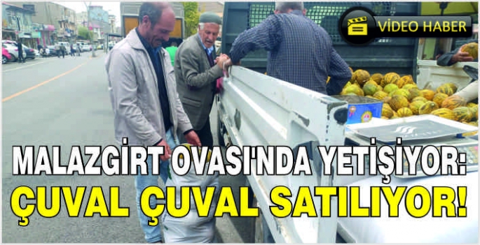 Malazgirt Ovası’nda yetişiyor: Çuval çuval satılıyor!