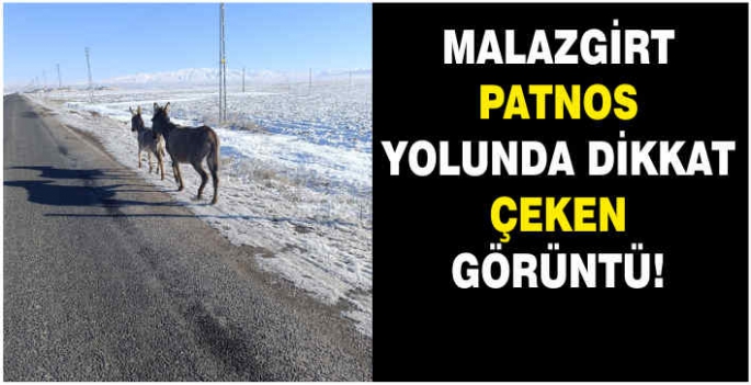 Malazgirt Patnos yolunda dikkat çeken görüntü!