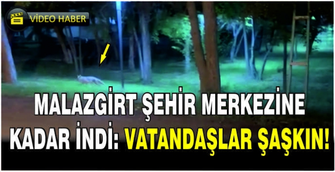 Malazgirt şehir merkezine kadar indi: Vatandaşlar şaşkın!