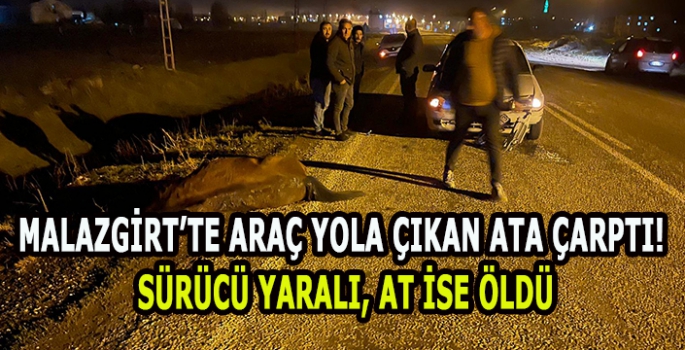 Malazgirt’te araç yola çıkan ata çarptı! Sürücü yaralı, at ise öldü