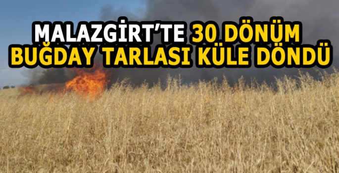 Malazgirt’te bir tarla yangını daha: 30 Dönüm buğday tarlası kül oldu