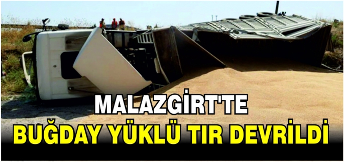 Malazgirt’te buğday yüklü TIR devrildi