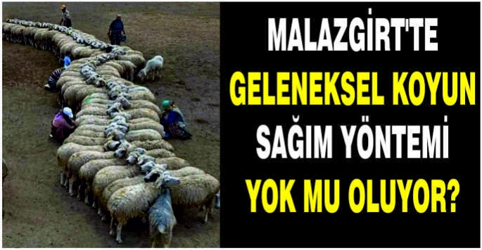 Malazgirt'te geleneksel koyun sağım yöntemi yok mu oluyor?