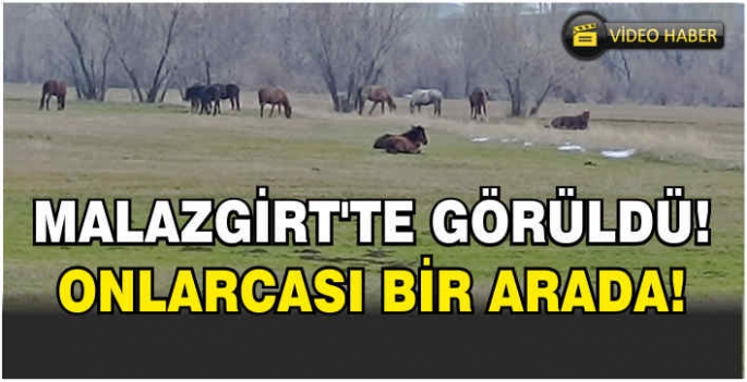 Malazgirt'te görüldü! Onlarcası bir arada...