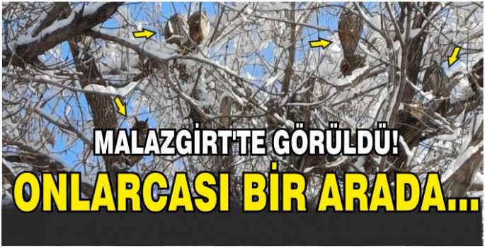 Malazgirt'te görüldü! Onlarcası bir arada...