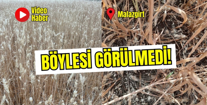 Malazgirt’te görülmemiş dolu! Köylünün ekinleri mahvoldu