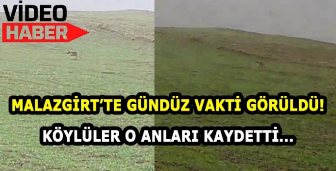 Malazgirt’te gündüz vakti görüntülendi! Köy halkı o anları kaydetti