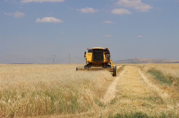 Malazgirt’te havalar ısınmadı, bakın Sezonun ilk hububat hasadı nerede yapıldı