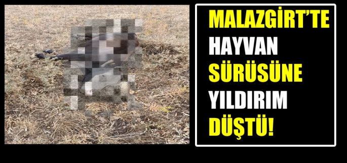 Malazgirt’te hayvan sürüsüne Yıldırım düştü!