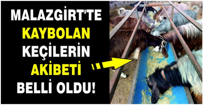 Malazgirt’te kaybolan keçilerin akibeti belli oldu!