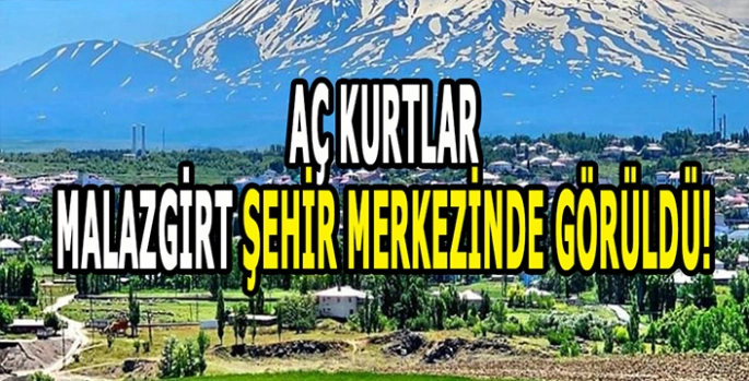 Malazgirt'te kırsaldan şehre Kurtlar indi: Mahalle halkı endişeli!