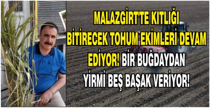  Malazgirt’te kıtlığı bitirecek tohum ekimleri devam ediyor! Bir buğdaydan yirmi beş başak veriyor!