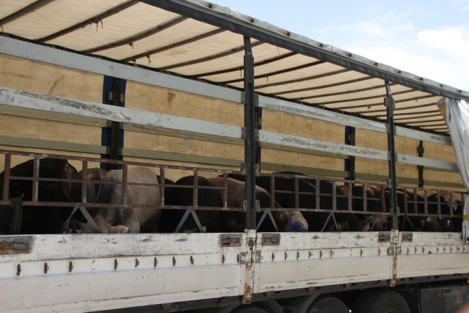 Malazgirt'te Kurbanlık Sevkiyatı Başladı; En çok Kurbanlıklar Hangi İle Gidiyor