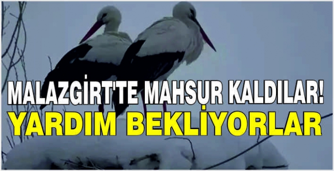 Malazgirt'te mahsur kaldılar! Yardım bekliyorlar