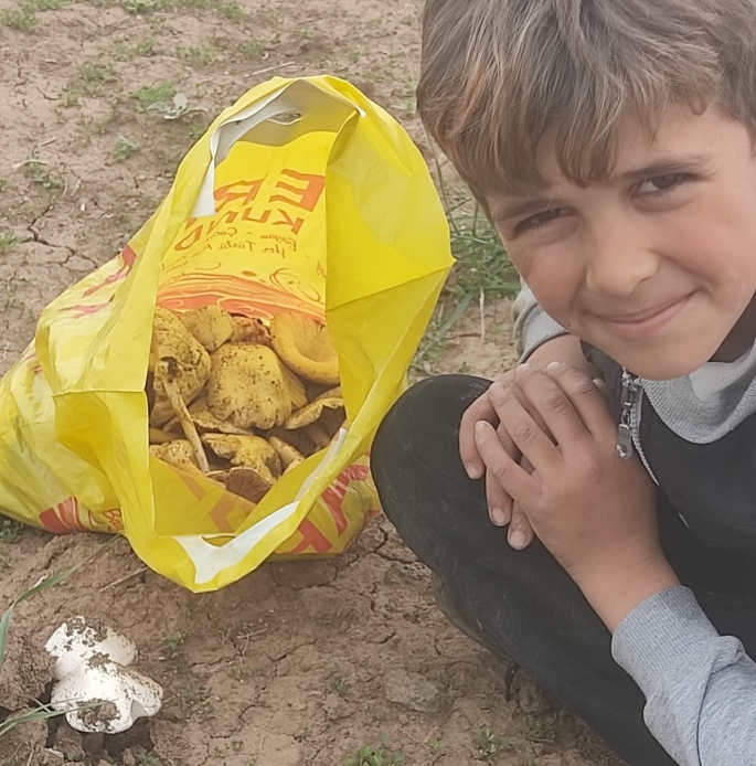 Malazgirt’te mantar bereketi…Mantar toplamaya gidenler kovalarını dolduruyorlar